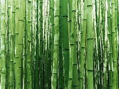green-bamboo-forest